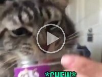 catcrack