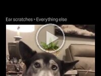 earscratching is fine